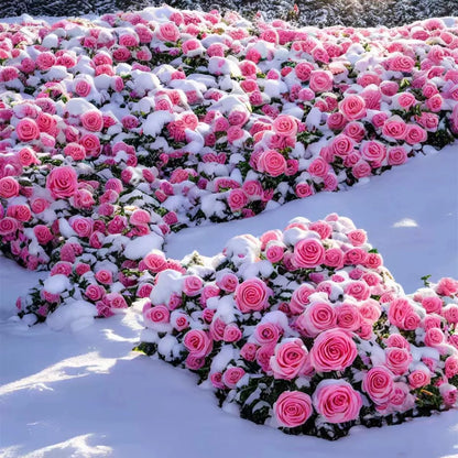 ClimbRose – Graines de rosiers grimpants colorés | Peuvent être plantées toute l'année