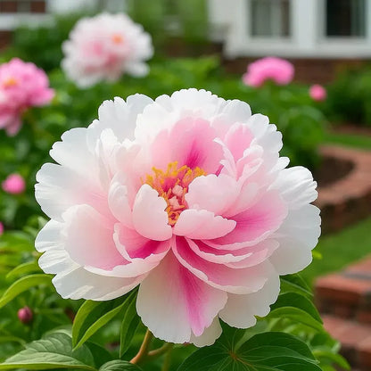 FloraPeony – Plants Pivoines Vivaces Très Grandes Fleurs Bouquets