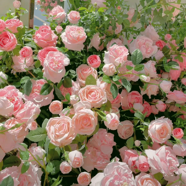 ClimbRose – Graines de rosiers grimpants colorés | Peuvent être plantées toute l'année
