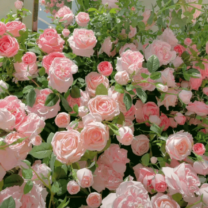 ClimbRose – Graines de rosiers grimpants colorés | Peuvent être plantées toute l'année