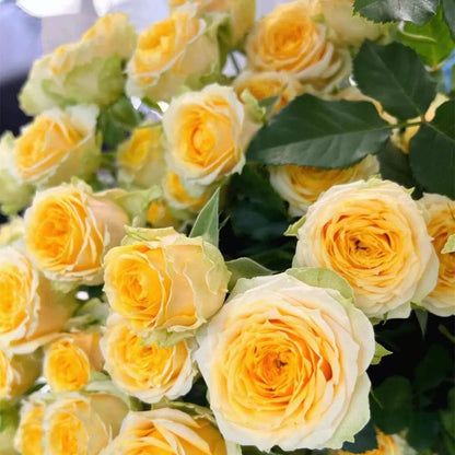 ClimbRose – Graines de rosiers grimpants colorés | Peuvent être plantées toute l'année