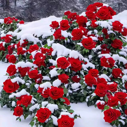 ClimbRose – Graines de rosiers grimpants colorés | Peuvent être plantées toute l'année