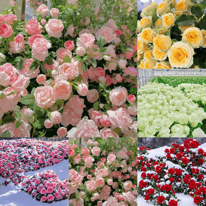 ClimbRose – Graines de rosiers grimpants colorés | Peuvent être plantées toute l'année