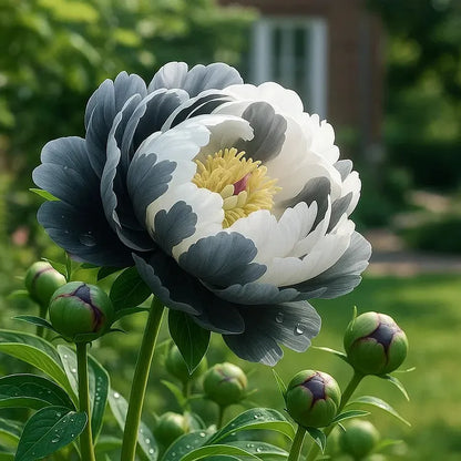 FloraPeony – Plants Pivoines Vivaces Très Grandes Fleurs Bouquets