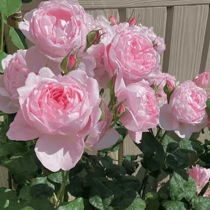 ClimbRose – Graines de rosiers grimpants colorés | Peuvent être plantées toute l'année