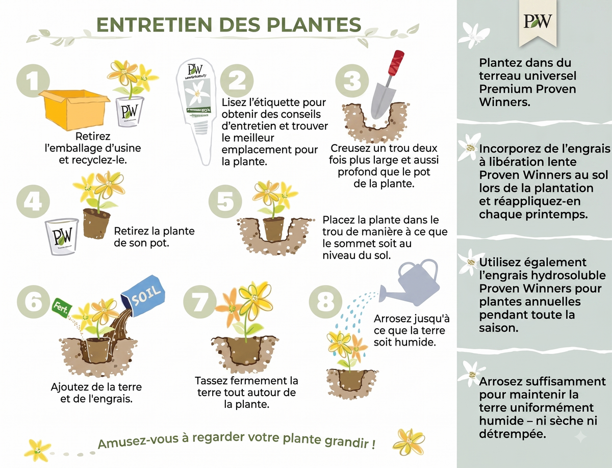 ClimbRose – Graines de rosiers grimpants colorés | Peuvent être plantées toute l'année