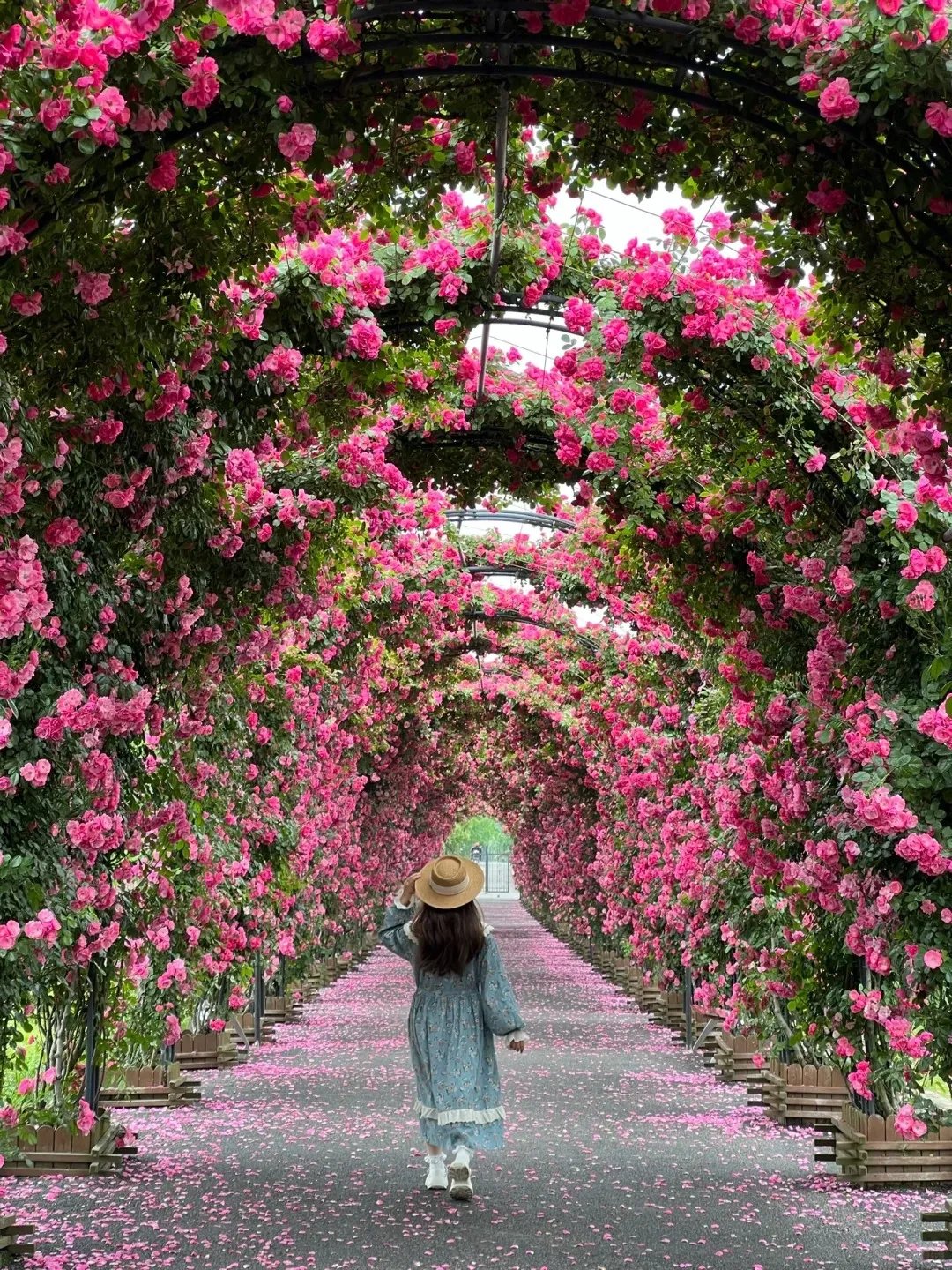 ClimbRose – Graines de rosiers grimpants colorés | Peuvent être plantées toute l'année
