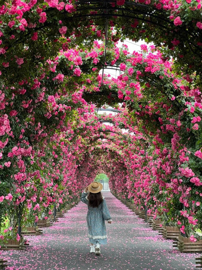 ClimbRose – Graines de rosiers grimpants colorés | Peuvent être plantées toute l'année